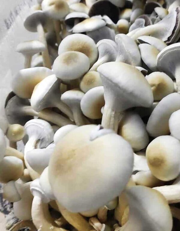 Albino A+