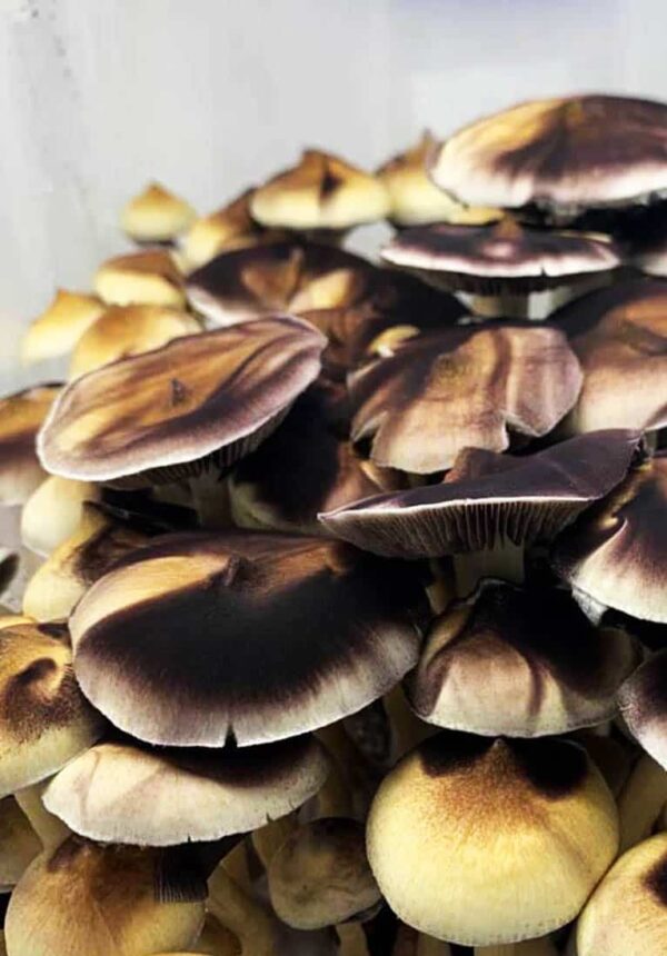 Golden Teacher