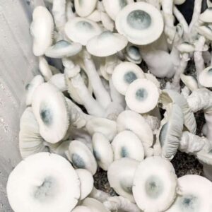 Jack Frost