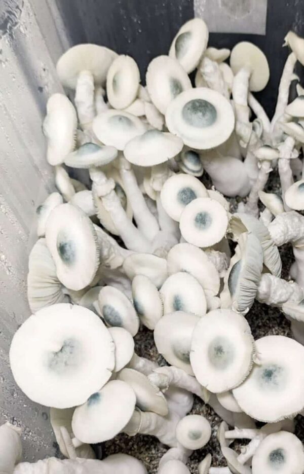 Jack Frost