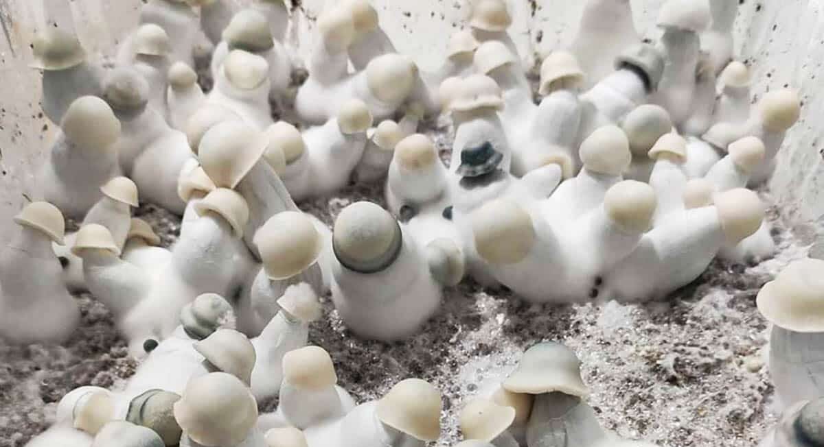 Setas Yeti - Imagen 2