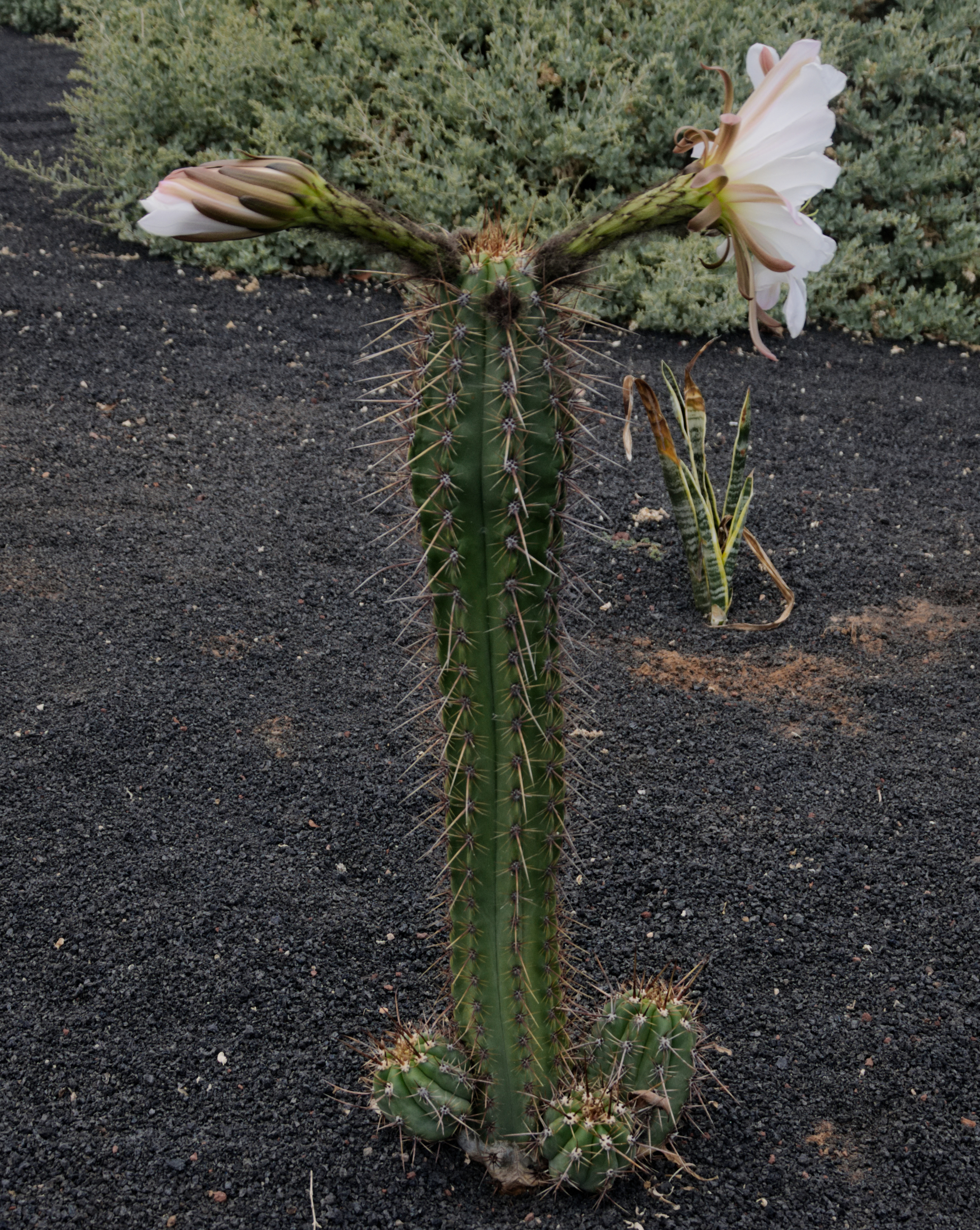 (Echinopsis lageniformis)