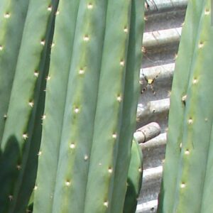 Semillas de San Pedro (Echinopsis Pachanoi)