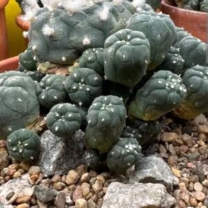 Peyote Lophora Williamsi Caespitosa