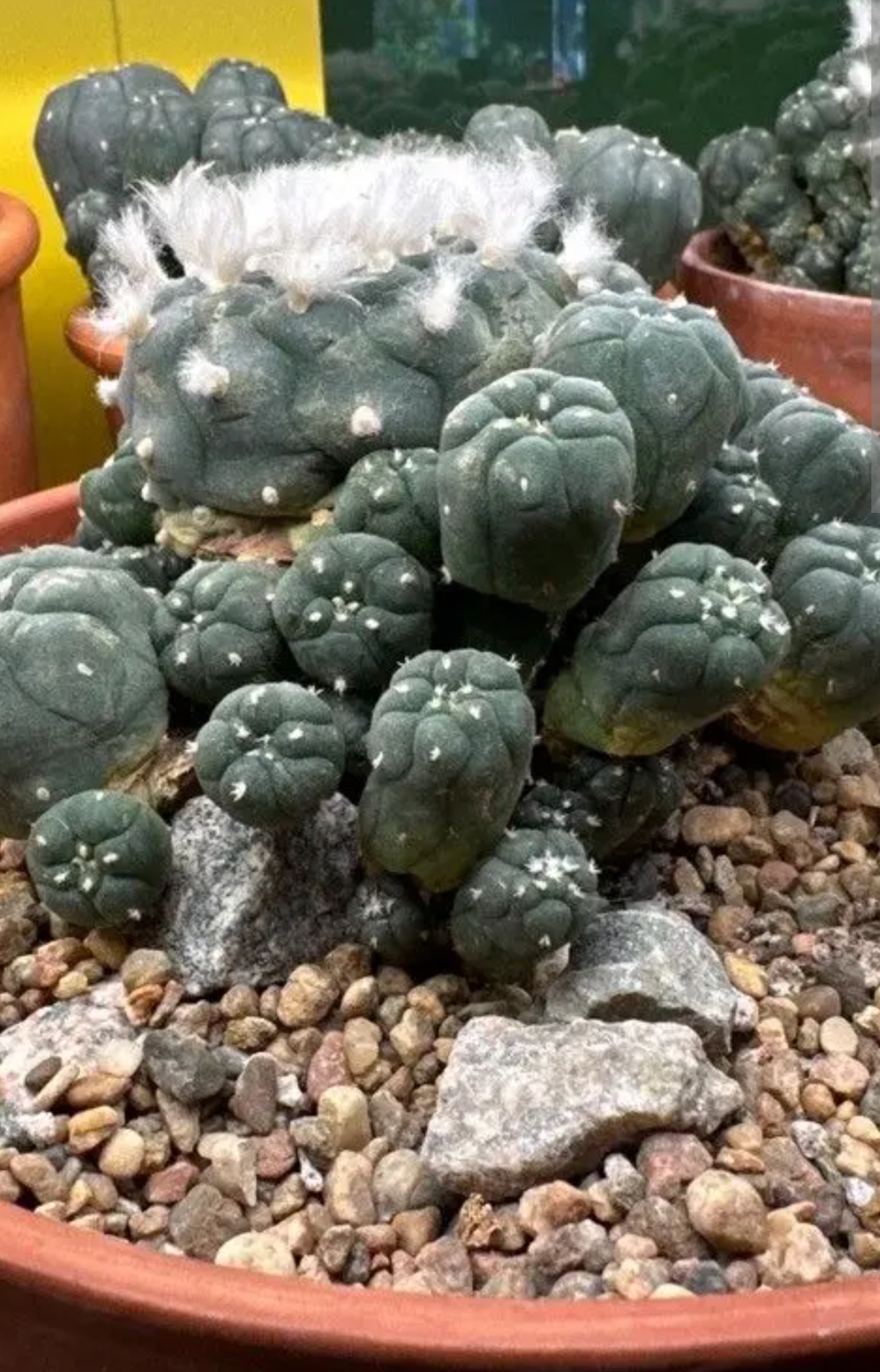 Peyote Lophora Williamsi Caespitosa