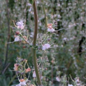 Semillas de Salvia Apiana
