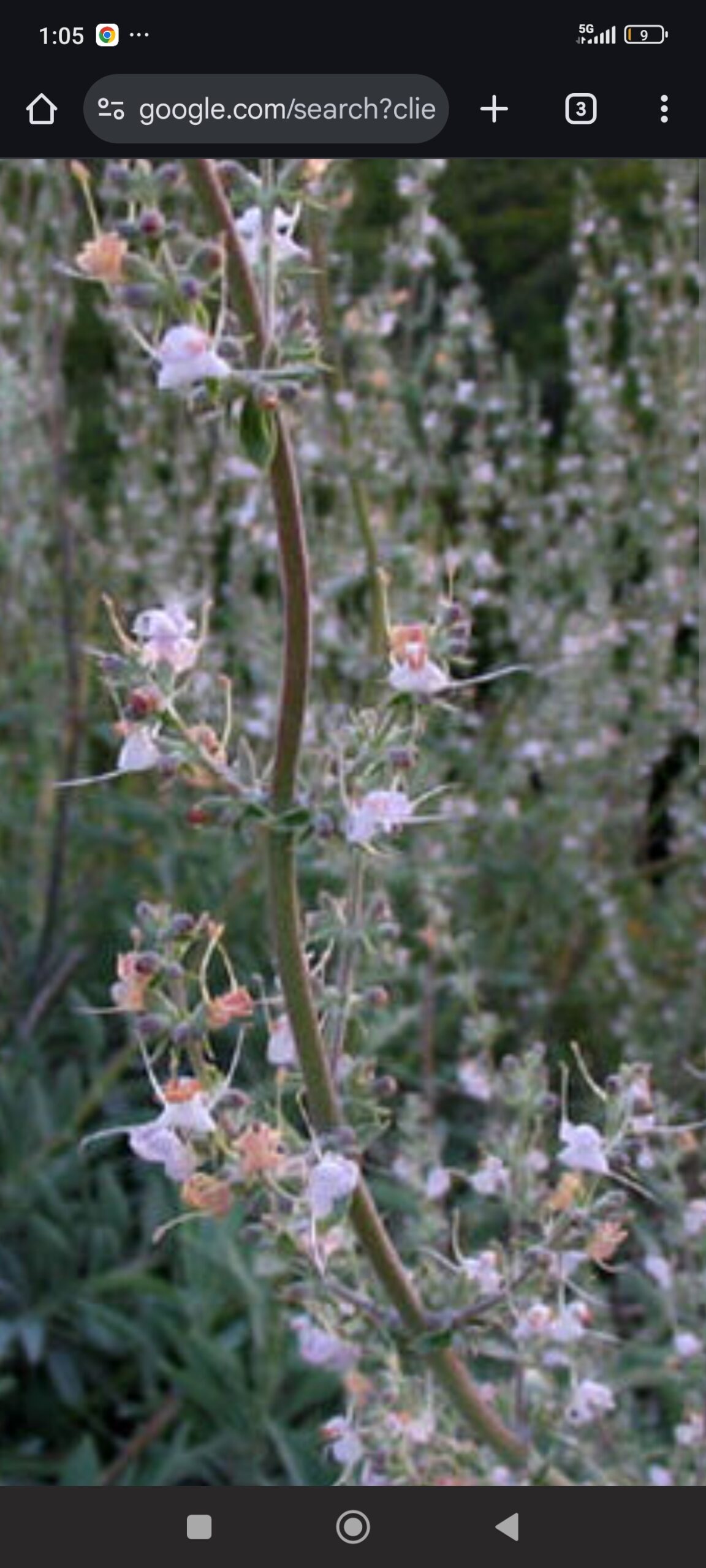Semillas de Salvia Apiana