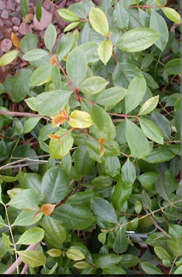 Semillas de KHAT (CATHA EDULIS)