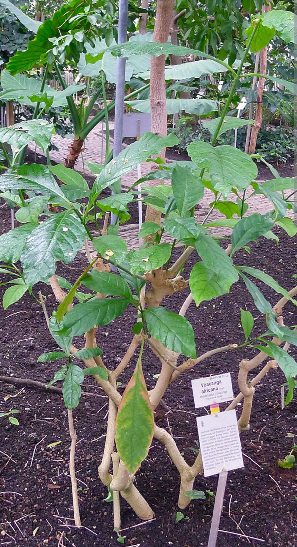 Semillas de Voacanga Africana