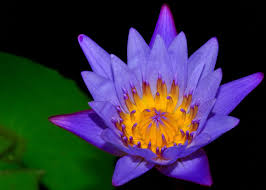 Loto Azul - Imagen 2