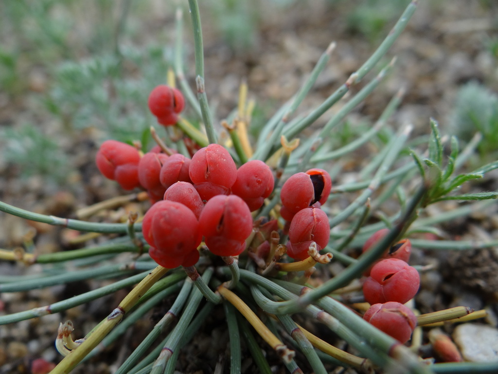 Efedeina Ephreda sinica