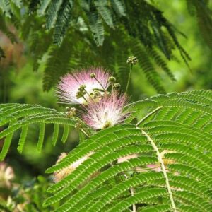 Semillas de Mimosa Hostilis