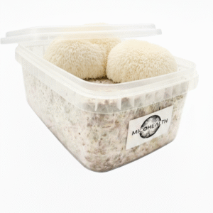 Pan de Seta Melena de León