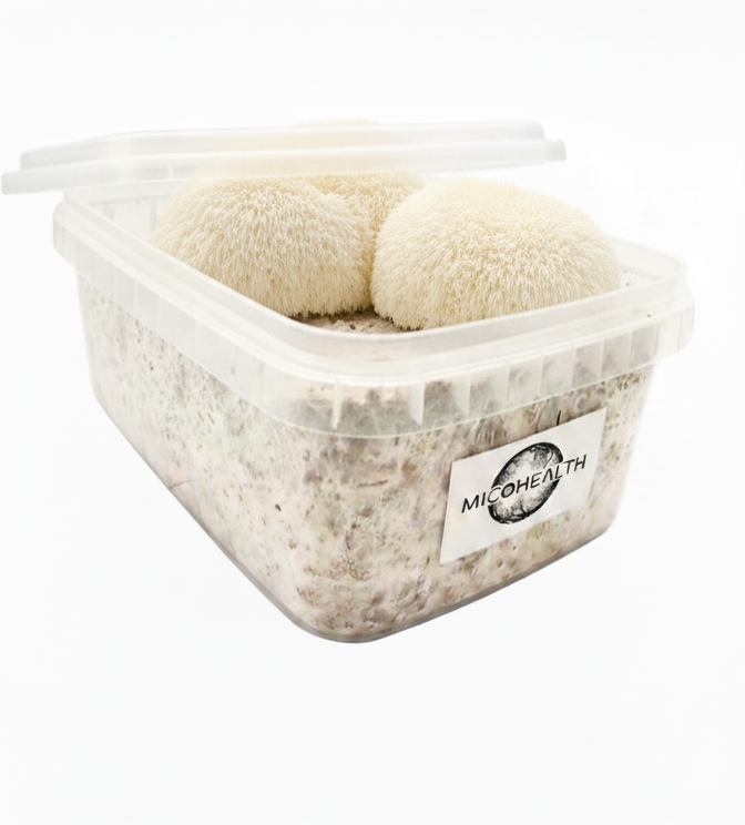 Pan de Seta Melena de León