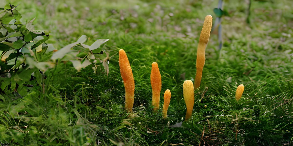 Cordyceps Ophiocordyceps sinensis natural en su hábitat