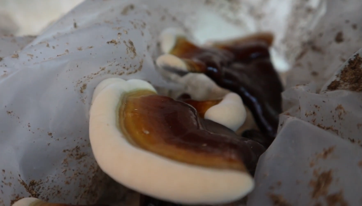 Cultivo de Reishi en troncos y bolsas