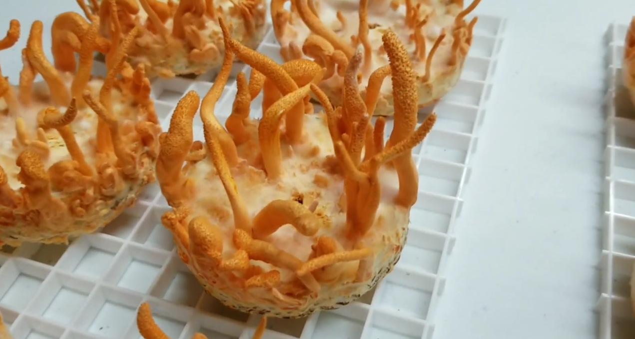 Cultivo moderno de Cordyceps sinensis en laboratorio
