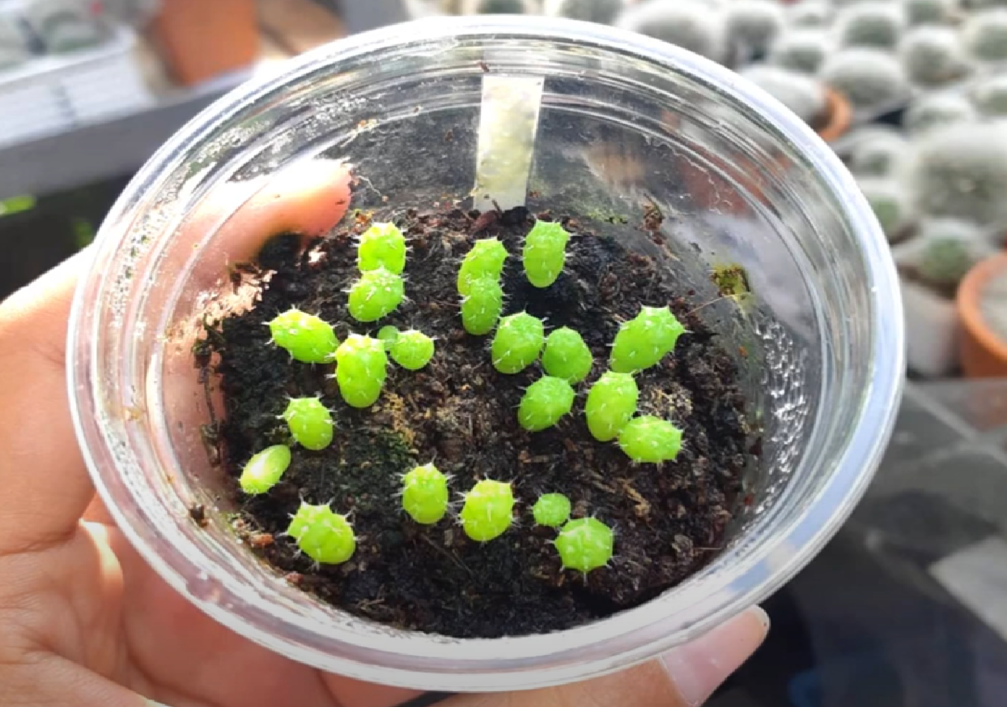 Plántulas de cactus recién germinadas en bandeja