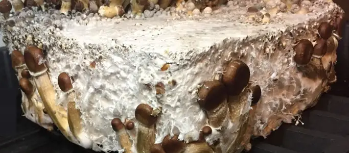 Técnica casing lateral en pan de cultivo de setas