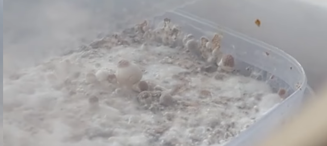 Pan de cultivo de setas con fructificación en la superficie