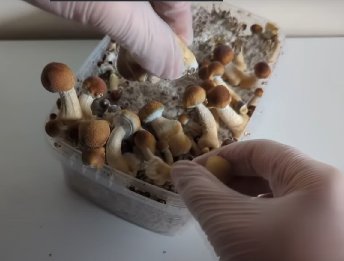 Cosecha de setas en laterales del pan de cultivo