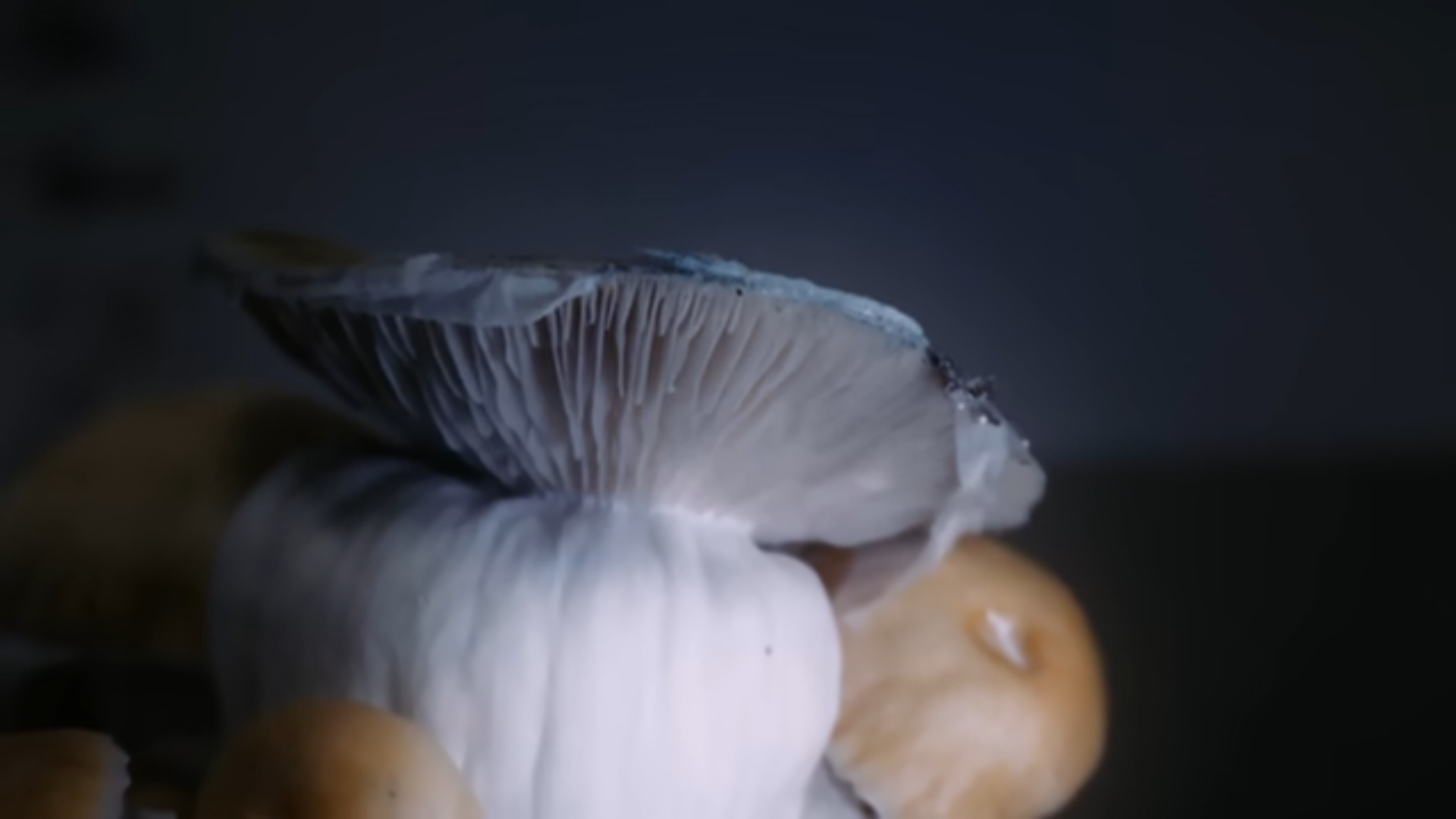 Setas psilocybe frescas sobre mesa de madera