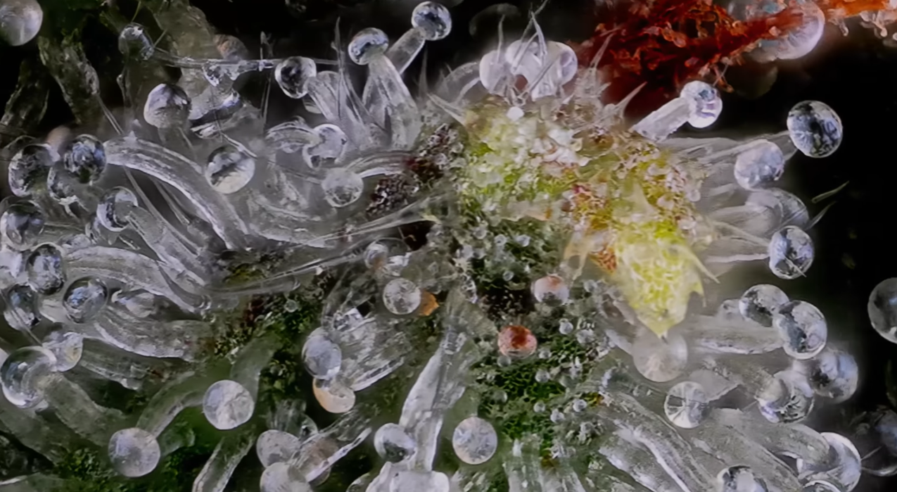 Hoja de marihuana en primer plano mostrando tricomas y glándulas de resina donde se producen los terpenos